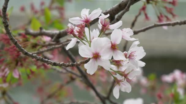 日本の桜2021年春 — ストック動画