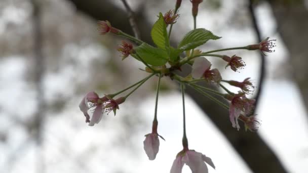 Kirschblüten Japan Frühling 2021 — Stockvideo