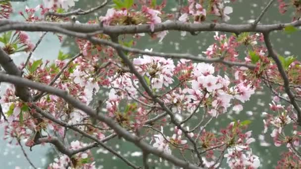 Flores Cerezo Japón 2021 Primavera — Vídeos de Stock