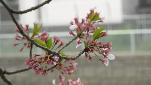 Třešňové Květy Japonsku 2021 Jaro — Stock video