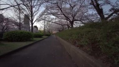 Tokyo Sarue Onshi Park Kiraz çiçekleri Bisiklet