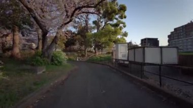 Tokyo Sarue Onshi Park Kiraz çiçekleri Bisiklet