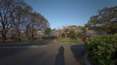 Tokyo Sarue Onshi Park Kiraz çiçekleri Bisiklet