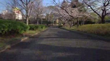 Tokyo Sarue Onshi Park Kiraz çiçekleri Bisiklet