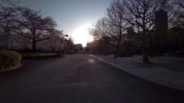 Tokyo Sarue Onshi Park Kiraz çiçekleri Bisiklet