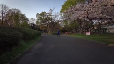 Tokyo Sarue Onshi Park Kiraz çiçekleri Bisiklet