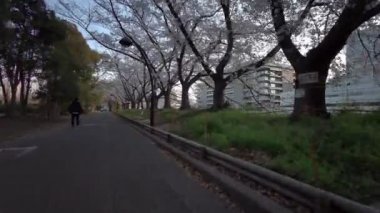 Tokyo Sarue Onshi Park Kiraz çiçekleri Bisiklet