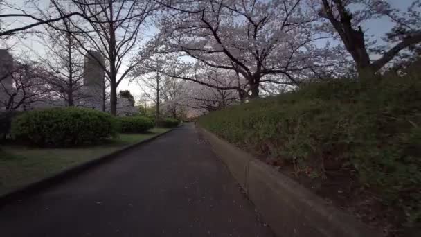 Tokio Sarue Onshi Park Kirschblüten Radfahren — Stockvideo