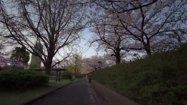 Tokyo Sarue Onshi Park Cherry Blossoms Cycling — Stock Video