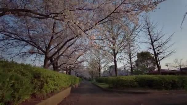 东京Sarue Onshi公园樱花骑自行车 — 图库视频影像