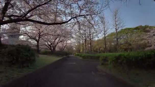 Tokyo Sarue Onshi Park Flores Cerezo Ciclismo — Vídeos de Stock