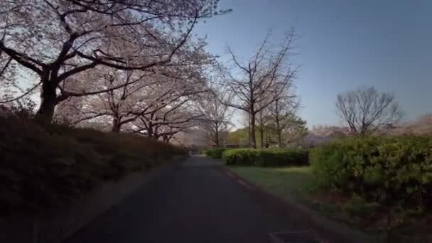 Tokyo Sarue Onshi Park Körsbär Blommor Cykling — Stockvideo