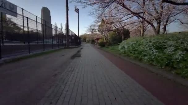 Tokyo Sarue Onshi Park Cherry Blossoms Cycling — Stock Video
