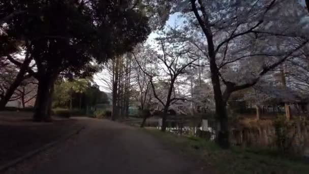 Tokyo Sarue Onshi Park Kersenbloesems Fietsen — Stockvideo