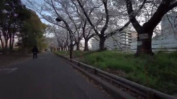 Tokio Sarue Onshi Park Kirschblüten Radfahren — Stockvideo