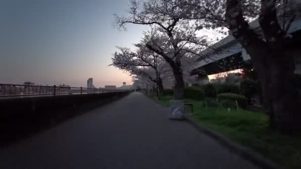 Tokyo Sumida Park Cherry Blossoms Cycling 2021Spring — Stock Video