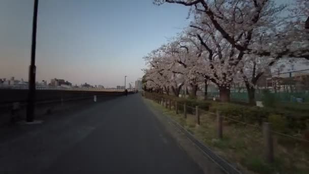 Tokyo Sumida Park Flores Cereja Ciclismo 2021Primavera — Vídeo de Stock