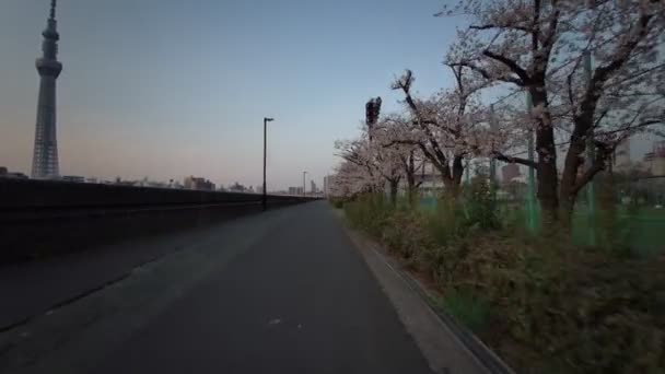 Tokyo Sumida Park Flores Cerezo Ciclismo 2021Primavera — Vídeos de Stock