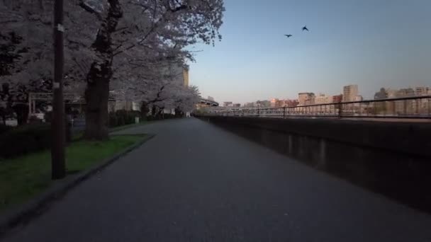 Tokyo Sumida Park Kirschblüten Radfahren 2021Frühling — Stockvideo