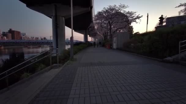 東京隅田川公園桜サイクリング2021年春 — ストック動画