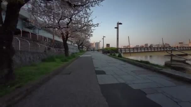 Tokio Sumida Park Kwiaty Wiśni Kolarstwo 2021Wiosna — Wideo stockowe