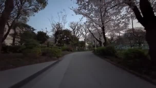 Tokio Sumida Park Kersenbloesems Fietsen 2021Voorjaar — Stockvideo