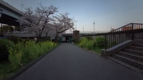 Sumida इकल 2021वस — स्टॉक वीडियो