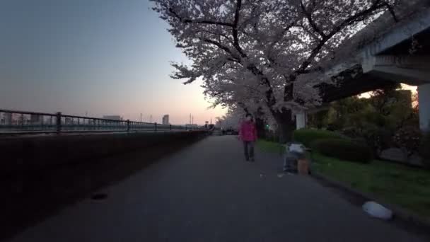 Tokyo Sumida Park Flores Cereja Ciclismo 2021Primavera — Vídeo de Stock