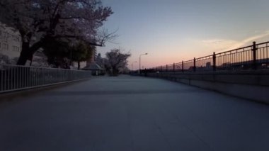 Tokyo Sumida Park Kiraz Çiçekleri 2021 Baharı Bisiklet Çiçekleri