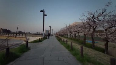 Tokyo Sumida Park Kiraz Çiçekleri 2021 Baharı Bisiklet Çiçekleri