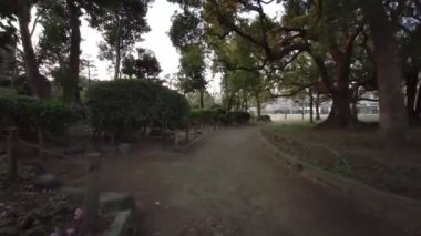 Tokyo Sumida Park Kiraz Çiçekleri 2021 Baharı Bisiklet Çiçekleri