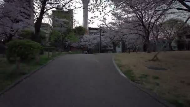 东京苏美达公园樱花2021春骑自行车 — 图库视频影像