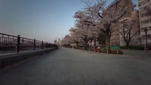 Tokyo Sumida Park Kiraz Çiçekleri 2021 Baharı Bisiklet Çiçekleri — Stok video