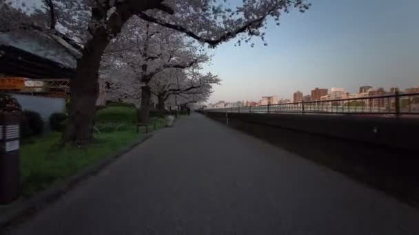 Tokio Sumida Park Kwiaty Wiśni Kolarstwo 2021Wiosna — Wideo stockowe