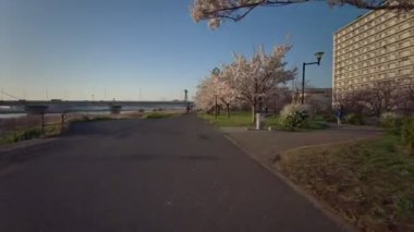 Tokyo Komatsugawa Senbonzakura Kiraz çiçekleri Bisiklet