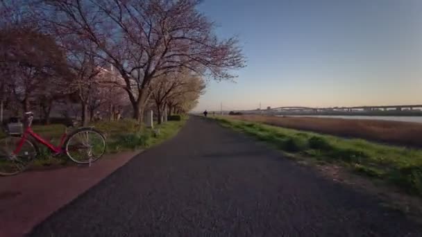 Tokio Komatsugawa Senbonzakura Flores Cerezo Ciclismo — Vídeos de Stock