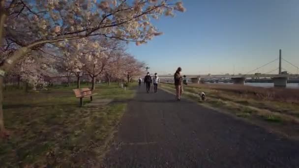 Tokyo Komatsugawa Senbonzakura Körsbärsblommor Cykling — Stockvideo