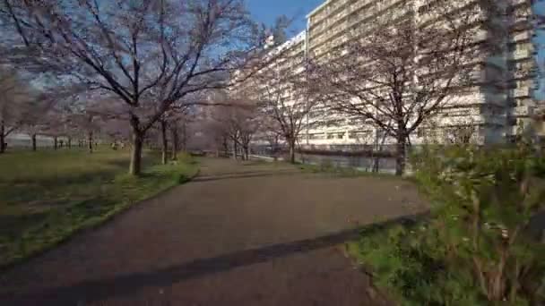 Tokyo Komatsugawa Senbonzakura Cherry Blossoms Cycling — Stock Video