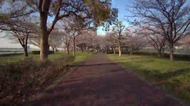 Tokio Komatsugawa Senbonzakura Flores Cerezo Ciclismo — Vídeos de Stock