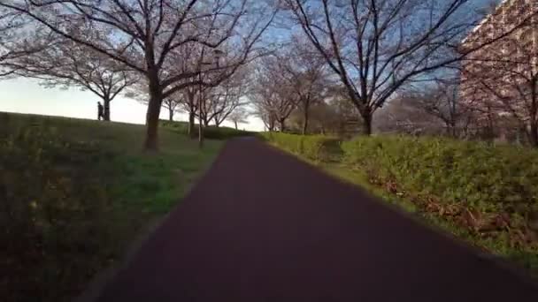 Tóquio Komatsugawa Senbonzakura Flores Cereja Ciclismo — Vídeo de Stock