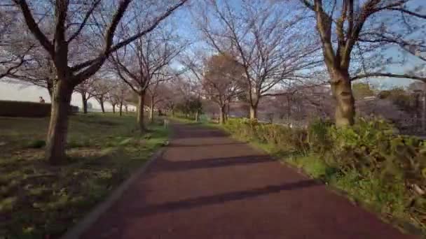 Tokio Komatsugawa Senbonzakura Flores Cerezo Ciclismo — Vídeo de stock