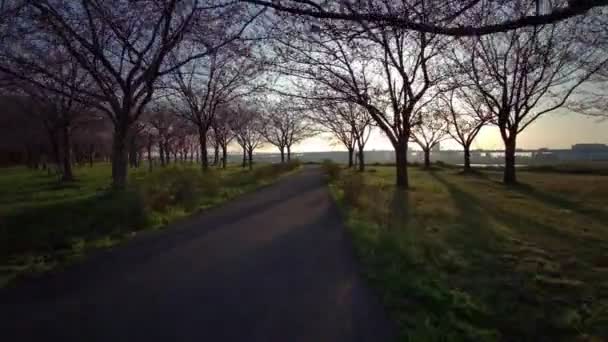 Tokio Komatsugawa Senbonzakura Kersenbloesems Fietsen — Stockvideo