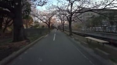 Tokyo Sendaiborigawa Park Kiraz çiçekleri Bisiklet