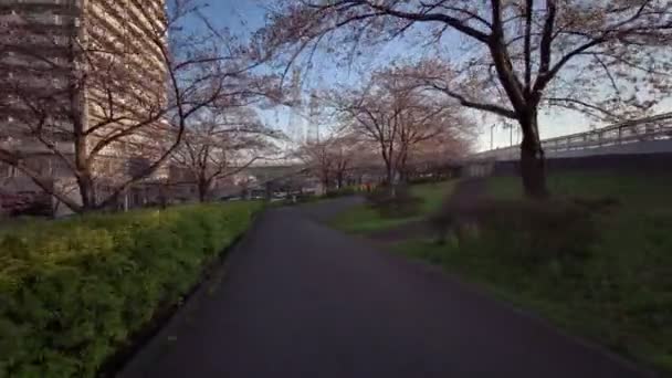 Tokió Komatsugawa Senbonzakura Cseresznyevirág Kerékpározás — Stock videók