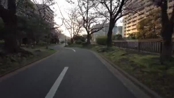 东京Sendaiborigawa公园樱花自行车 — 图库视频影像