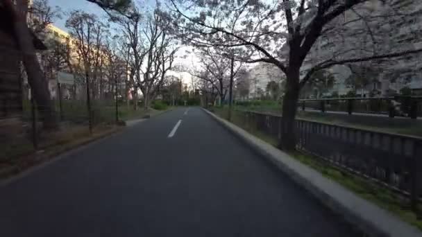 Tokio Sendaiborigawa Park Kirschblüten Radfahren — Stockvideo
