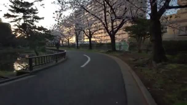 Tokio Sendaiborigawa Park Kersenbloesems Fietsen — Stockvideo