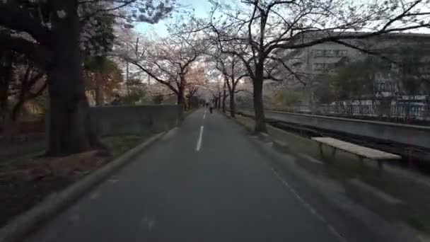 Tokyo Sendaiborigawa Park Kiraz Çiçekleri Bisiklet — Stok video