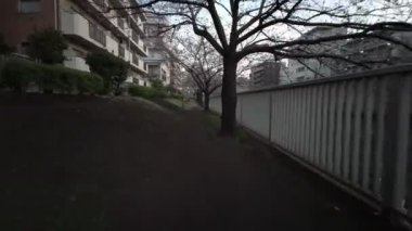 Tokyo Oyoko Nehri Kiraz çiçekleri Bisiklet sürüyor
