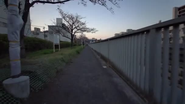 Tokio Oyoko Rivier Cherry Bloesems Fietsen — Stockvideo